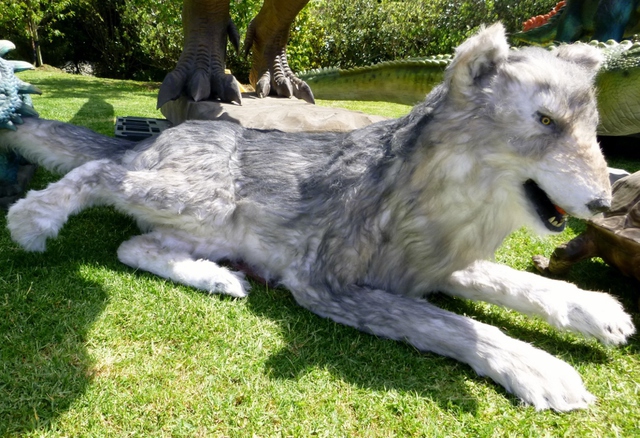 Wolf