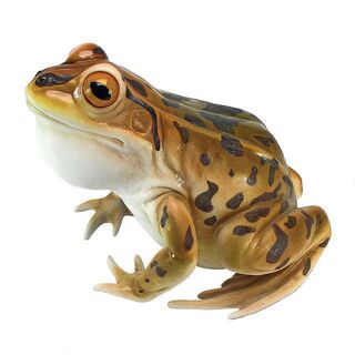Lester the Leopard Frog statue